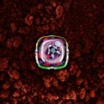 Violet Yam Spaceflyer