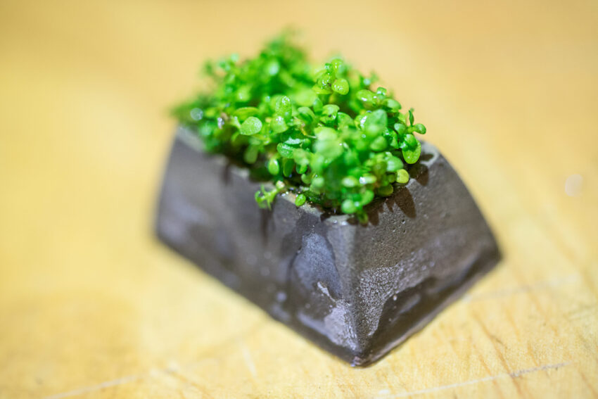 jelly key bonsai keycaps 1