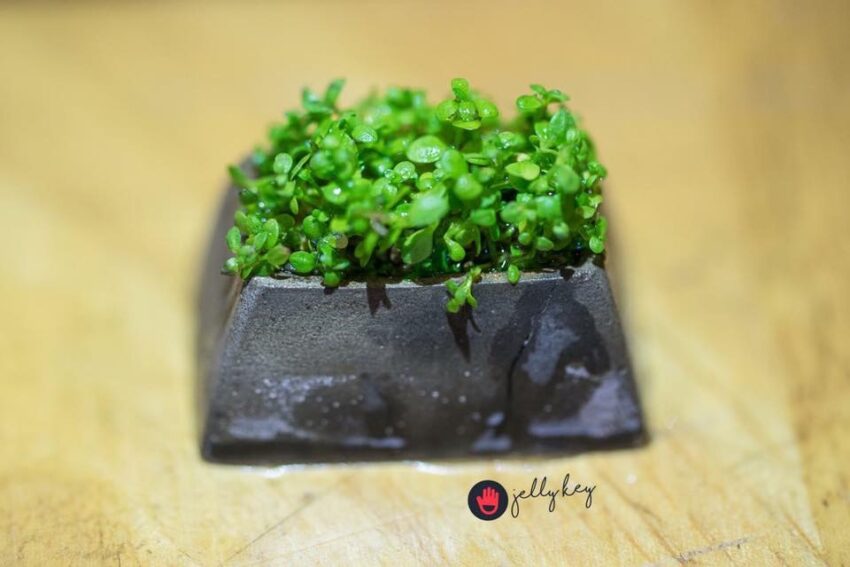 jelly key bonsai keycaps 2