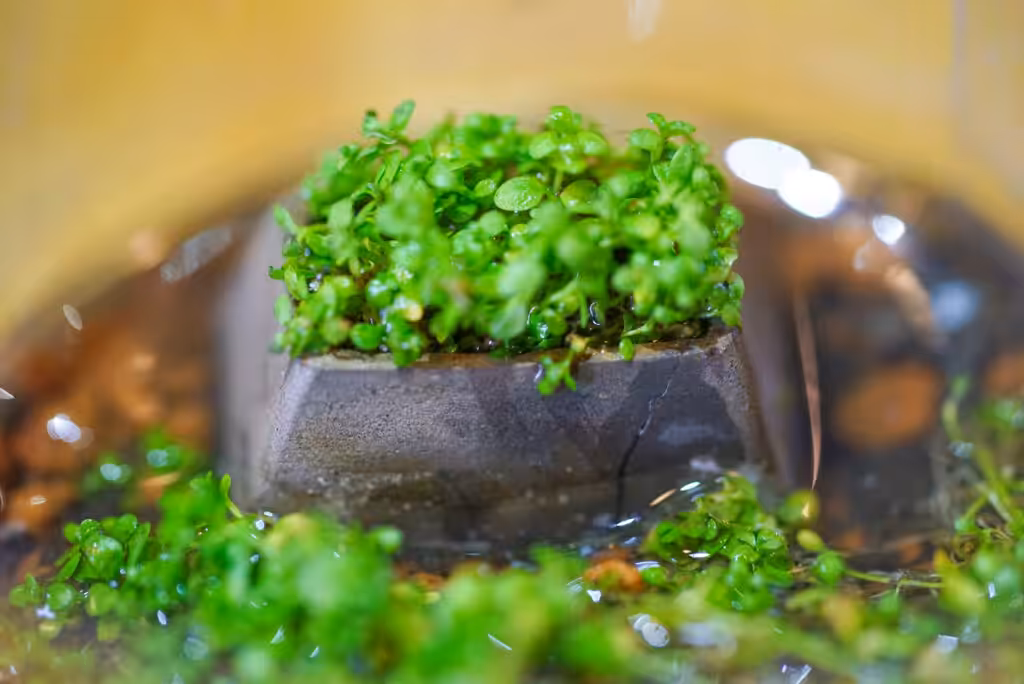 jelly key bonsai keycaps 3