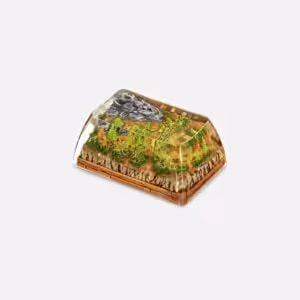 Bornofforest41