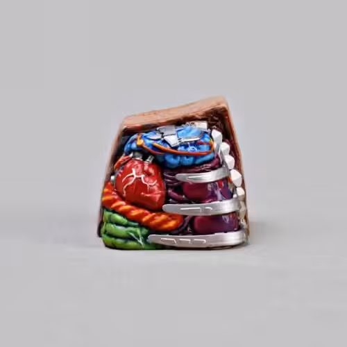 anatomy custom keycaps 104