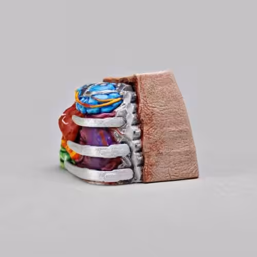 anatomy custom keycaps 105