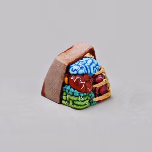 anatomy custom keycaps 106
